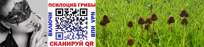 Псилоцибиновые грибы Psilocybe Ахтубинск